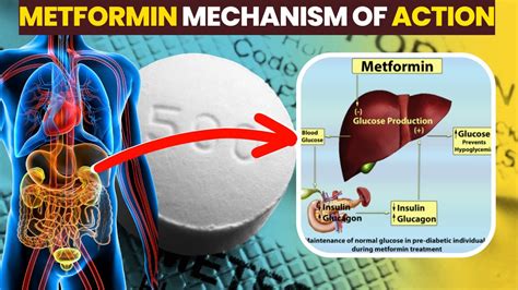 is metformin a beta blocker|7 Metformin Interactions That Are Best to Avoid .